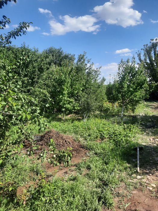 Алмалыдан дача сатылады