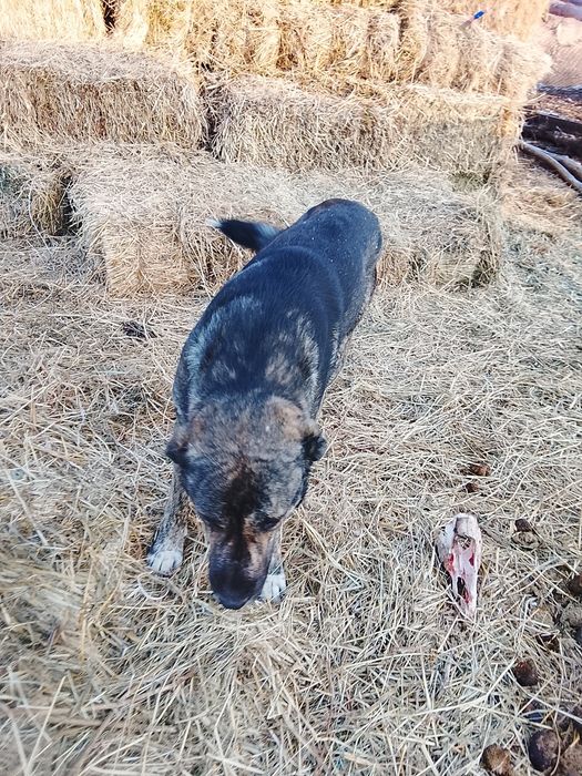 Кангал 1год кангал