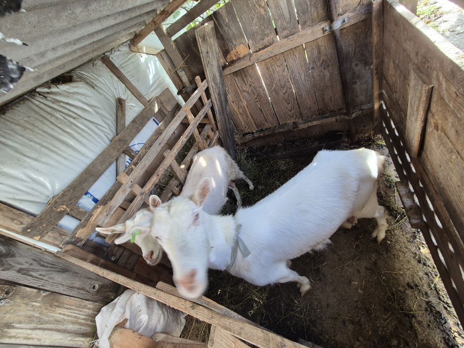 Vând capre si un țap