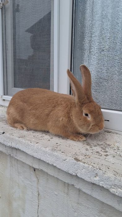 Бургун самец  рабочий