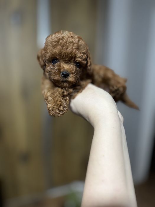 Pudel Toy - момиченце