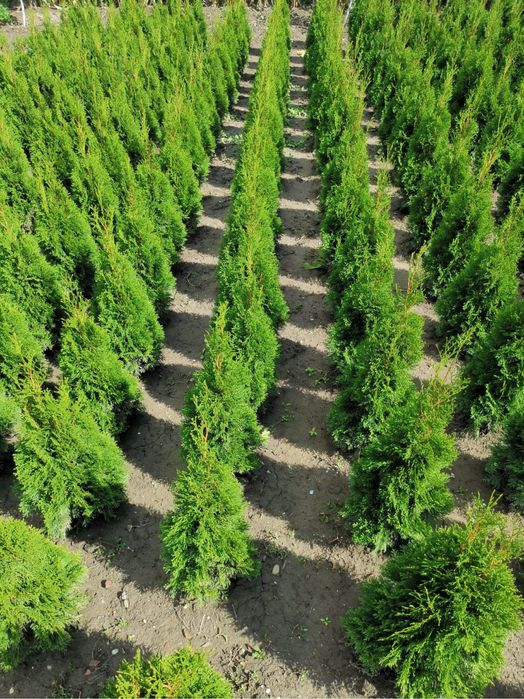 Vând Tuia  smaragd pepiniera proprie