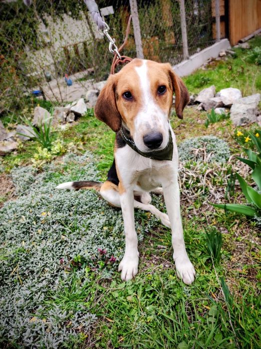 Подарявам мъжко куче