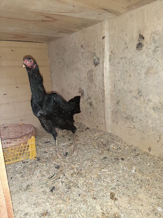 Курица куланги дакан