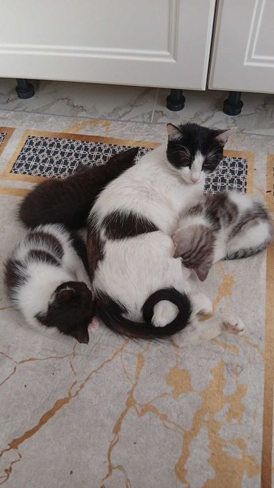 Отдам 3 котенка в добрые руки