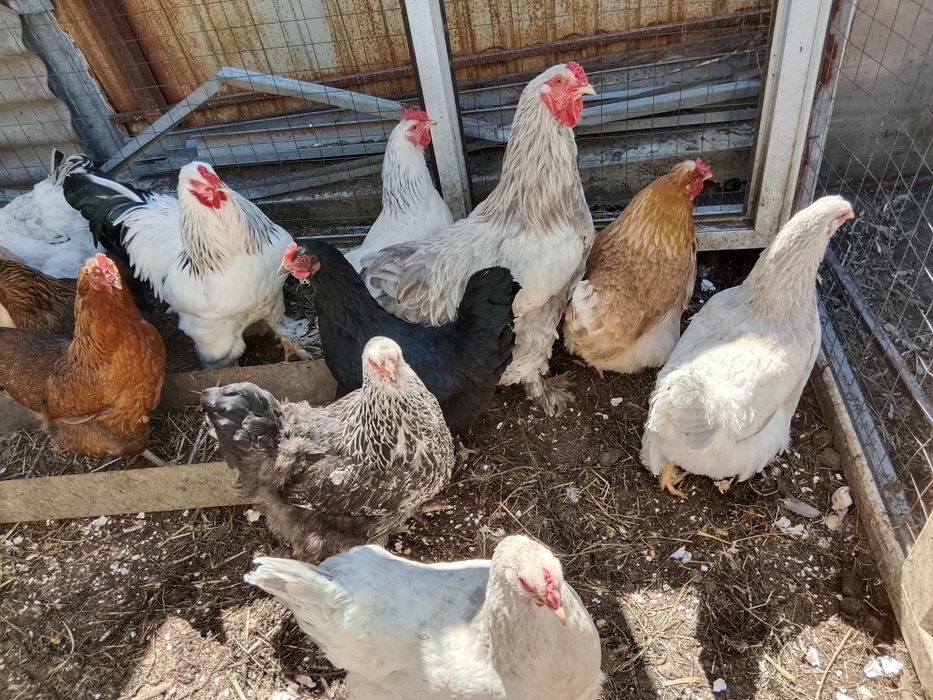 Продам домашних цыплят