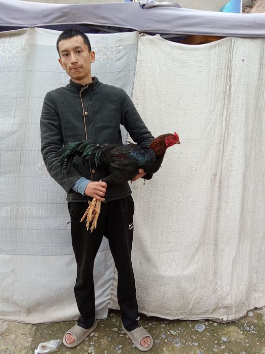 Dakan xoʻroz zoti yaxshi