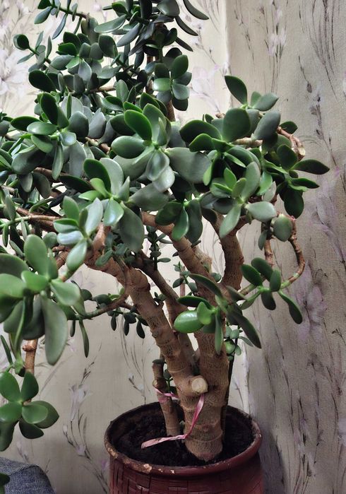 Денежное дерево. (Крассула, толстянка)