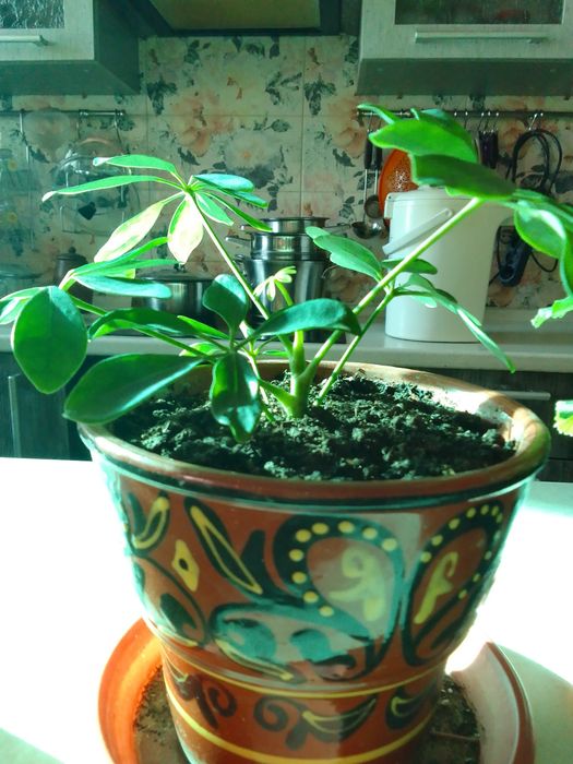 Комнатные цветы .