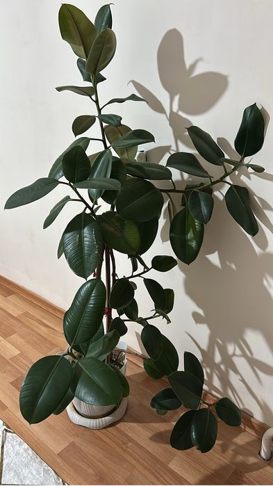 Себастиан гүлі 130см ,