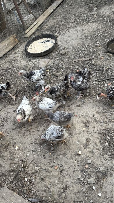 Pui de vânzare 20 lei buc