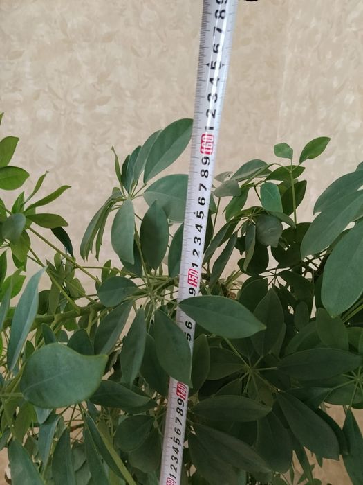Продам комнатные цветы.можно в офис.
