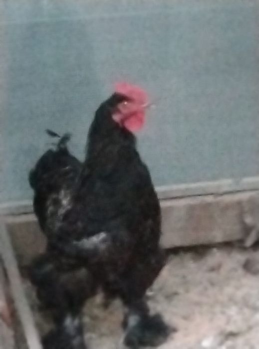 Продам  петуха хорошего