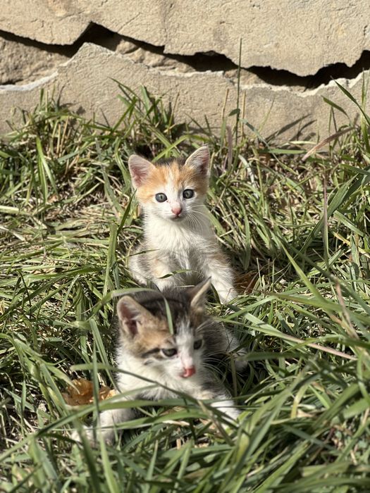 Отдам бесплатно котят в добрые руки