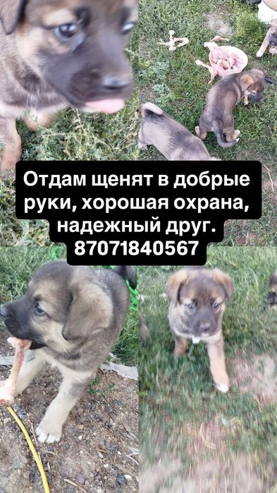 Кутята в надёжные руки