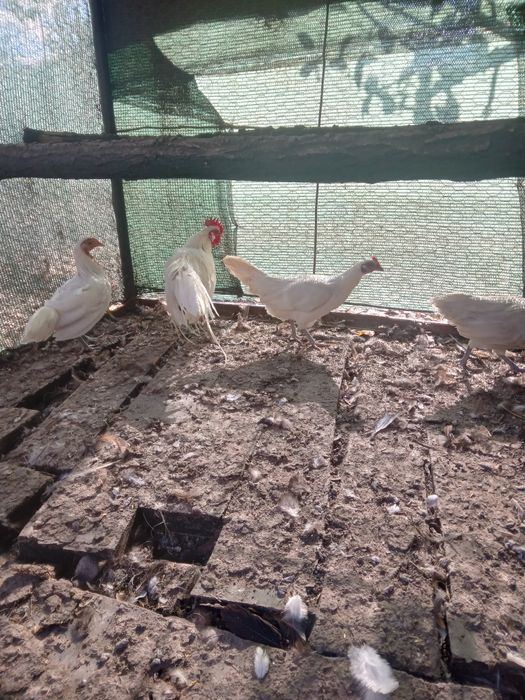 De vanzare gain si cocos phoenix.