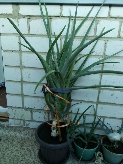 Продам столетник алое вера