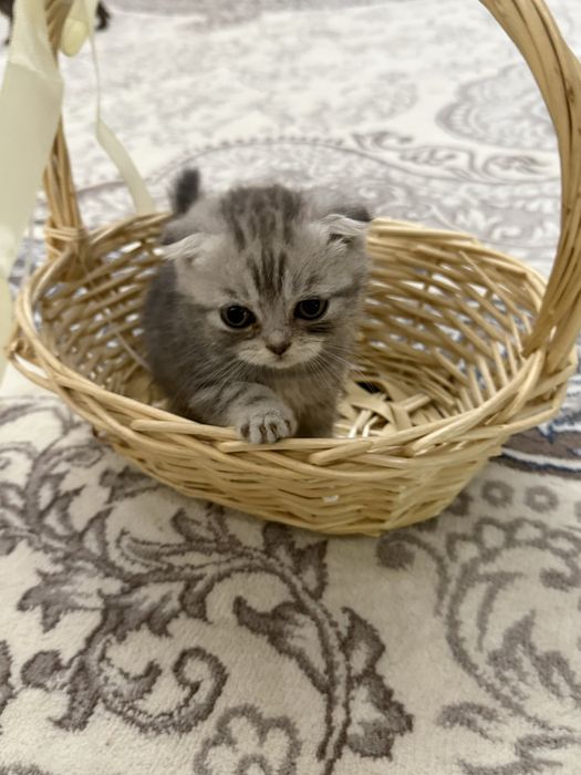 Продаётся котята