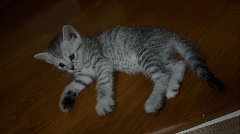 Продаются котята