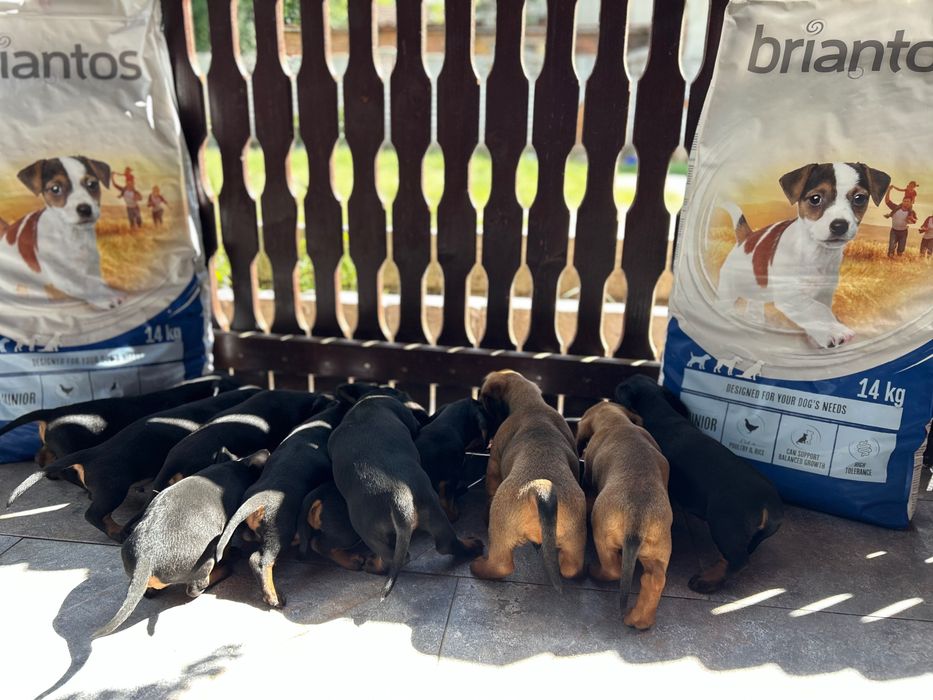 Cățeluși Teckel Dachshund