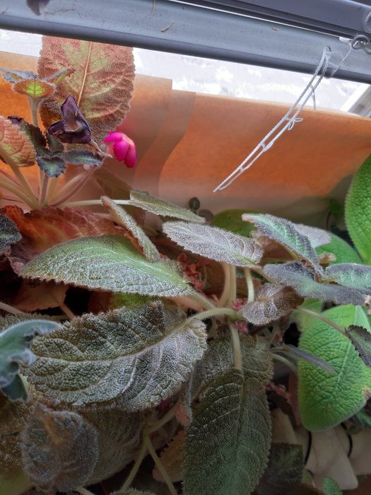 Клеродендрон и Еписция