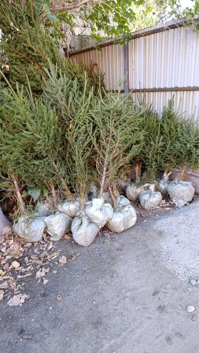 Продам елки по 2500