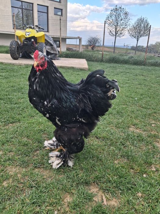 Vand  gaini brahma bobat pe.negru