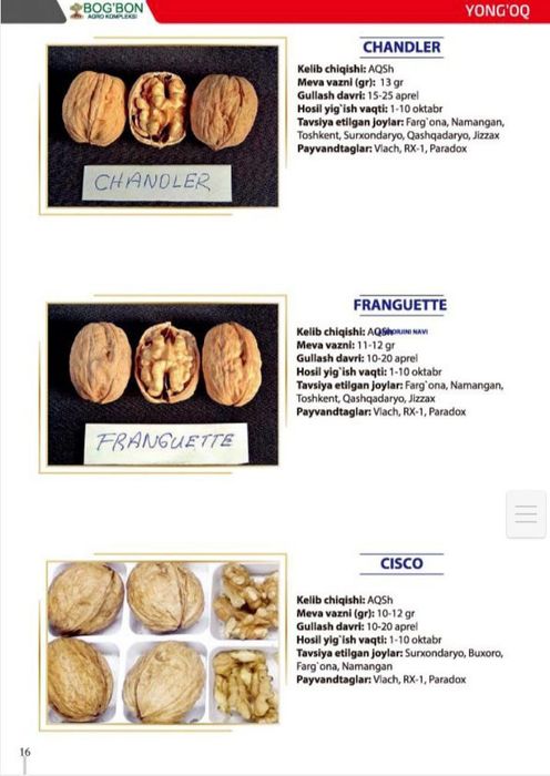 Тоза интинсиб ва поли карлик е́онгок кучатлари