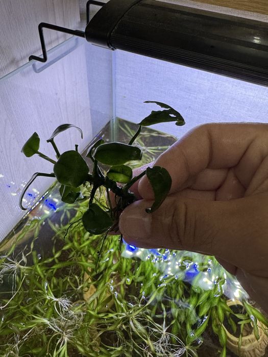 Анубиас растения аквариуное