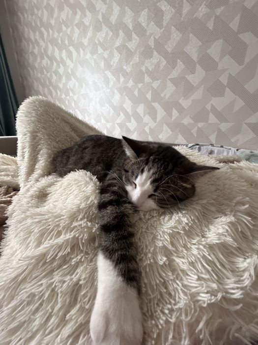 Отдам кота в хорошие руки !