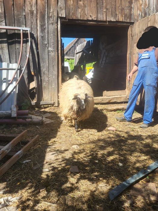 Vând oi breze 1100 de lei