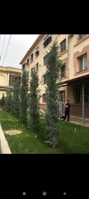 Archa kesish gazon ekish oʻrish