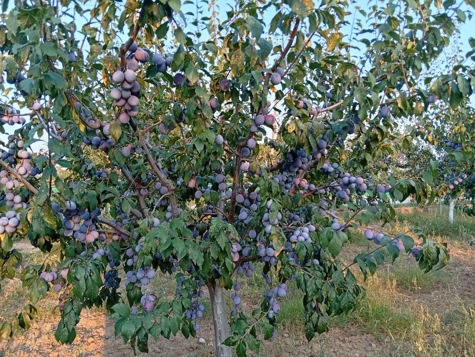 Legume și fructe