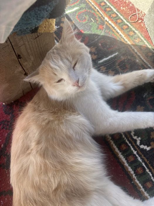 Отдам кота в добрые руки