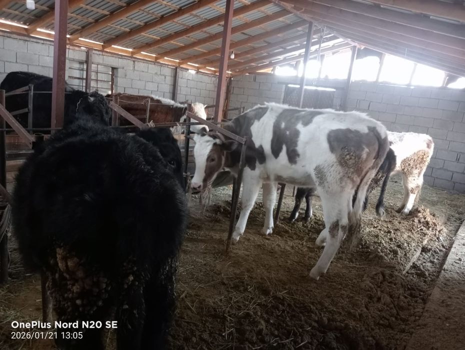 Продам скот, срочно