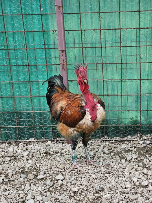 Vinzari găini de rasă