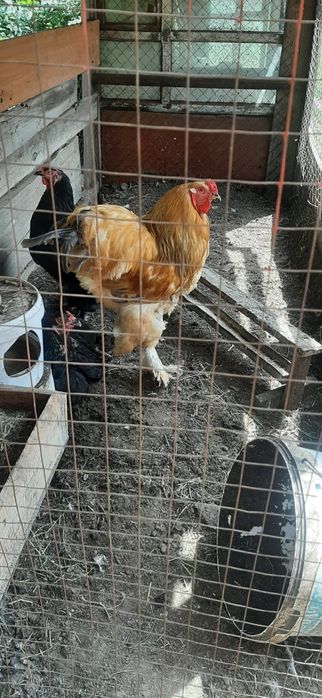 Әтеш Қораздар Петухи