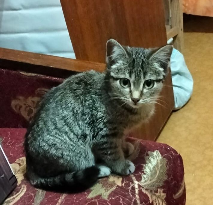 Отдам бесплатно кошечку