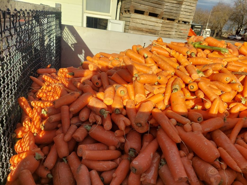 Vand morcovi pt animale si cartofi pt animale