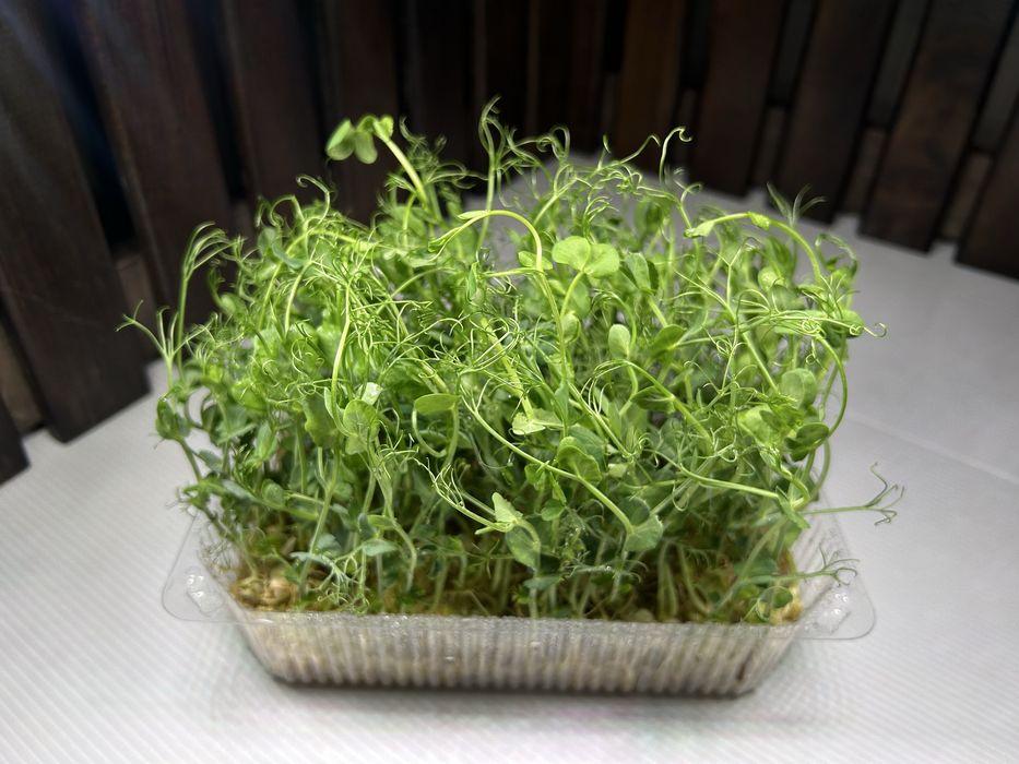 Свежая зелень - горох