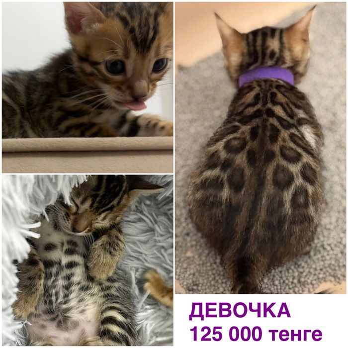 Бенгальские котята