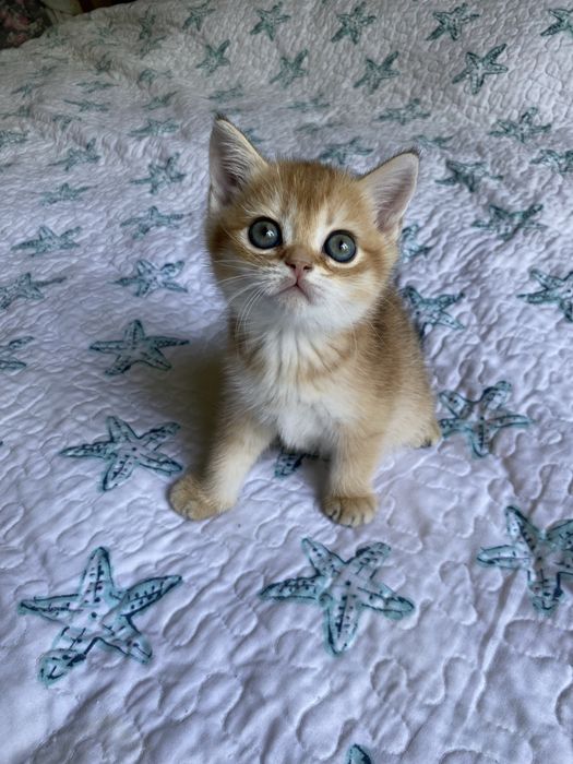 Котята золотая шиншилла