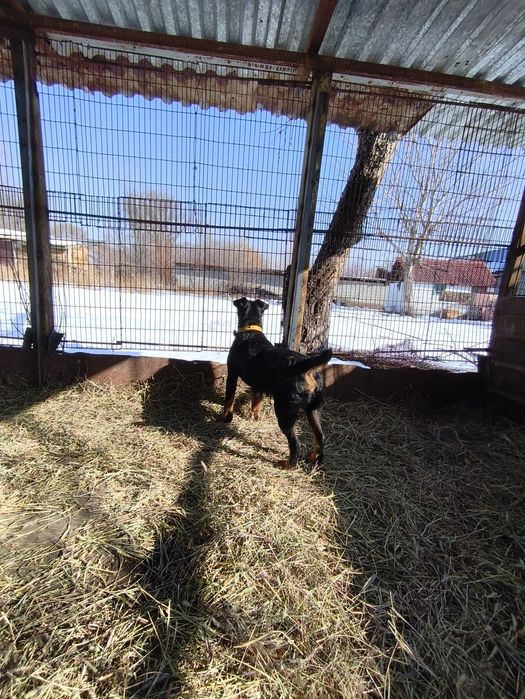 Вязка ягдерьер .