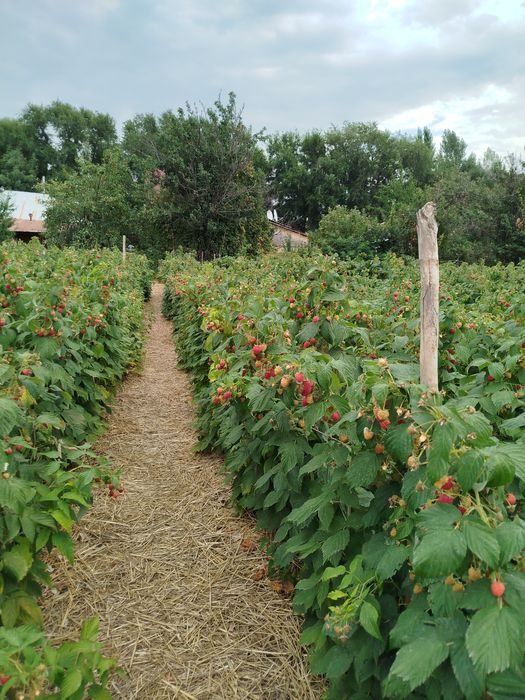 Продам саженцы ремонтантной малины