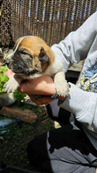 8pui își așteaptă stăpânul