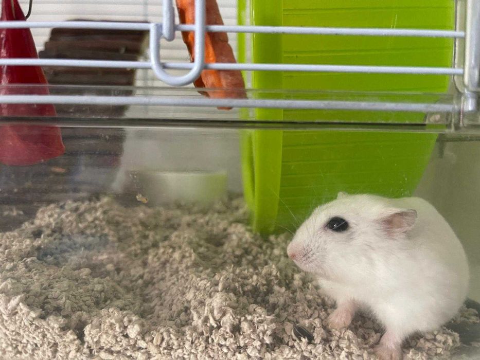 Ansamblu cuști hamster ZOLUX Rody 3 + accesorii + cadouri