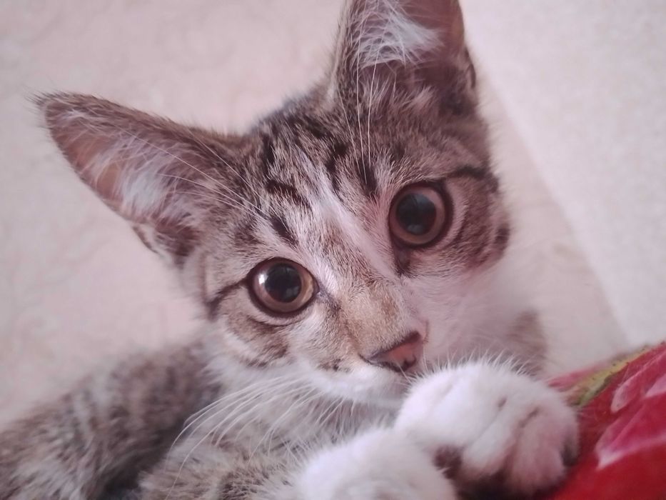 Котёнок, мальчик ищет постоянный дома