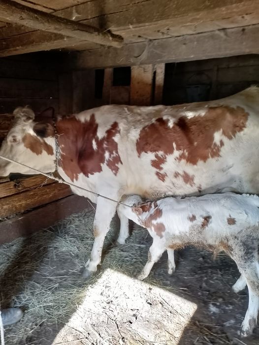 Junincă de vânzare