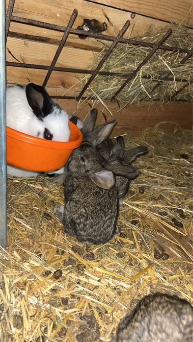 Puii de iepurasi speciali pentru paste