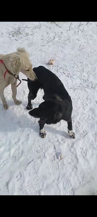 Қаны таза Тазы...